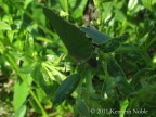 green hairstreak (Callophrys rubi) Kenneth Noble